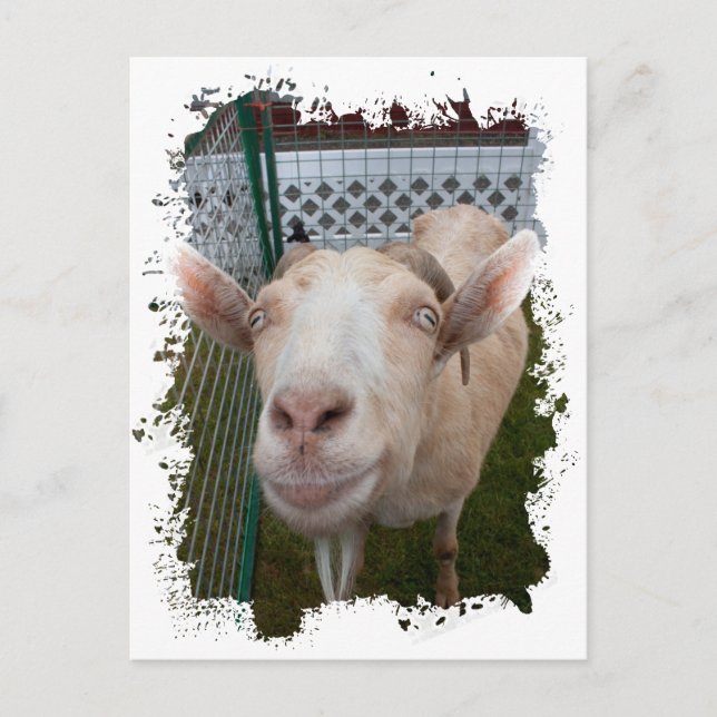 Carte Postale Billy Goat (Devant)