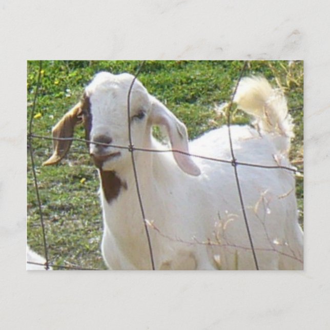Carte postale Billy Goat 2 (Devant)