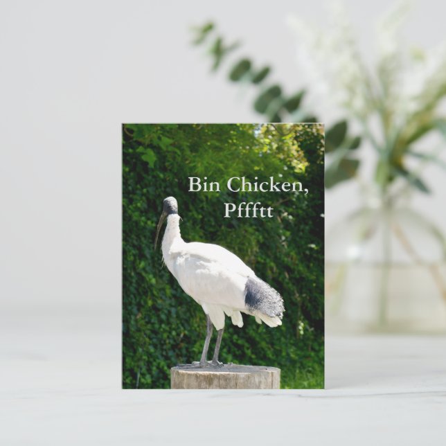 Carte Postale Bin Chicken Pfftt (Ibis) (Debout devant)