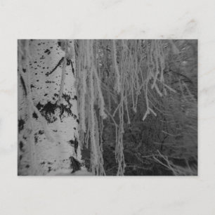 Carte Postale Birch à pleurs noir et blanc en hiver