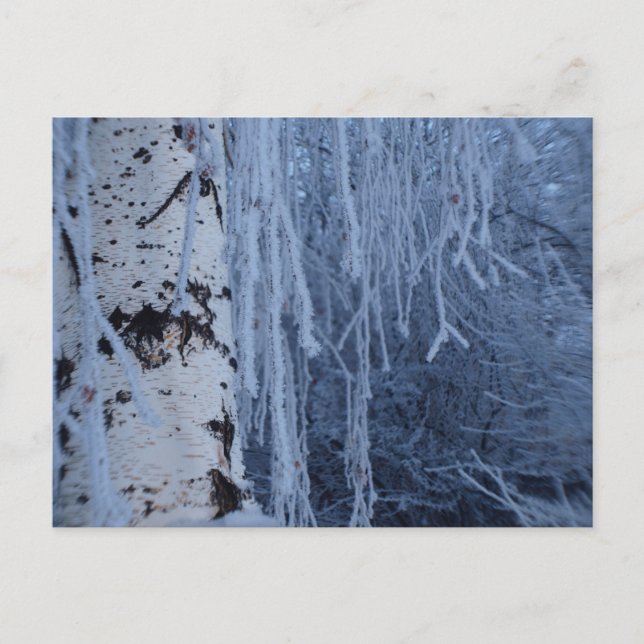Carte Postale Birch en pleurs en hiver (Devant)