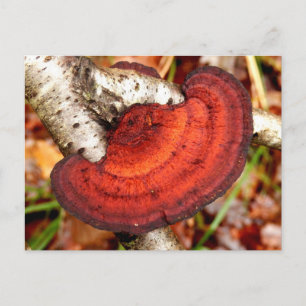 Carte postale Birch Mazegill Fungus