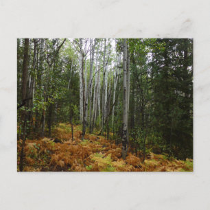 Carte Postale Birch Trees blancs et fougères d'automne à Rocky M