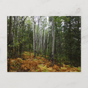 Carte Postale Birch Trees blancs et fougères d'automne à Rocky M