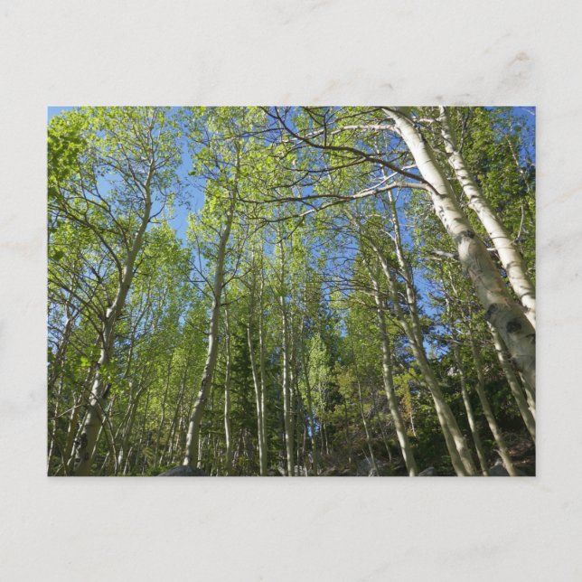 Carte Postale Birch Trees d'été à Rocky Mountain (Devant)