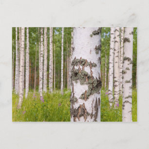 Carte Postale birch trees in Finnish forests