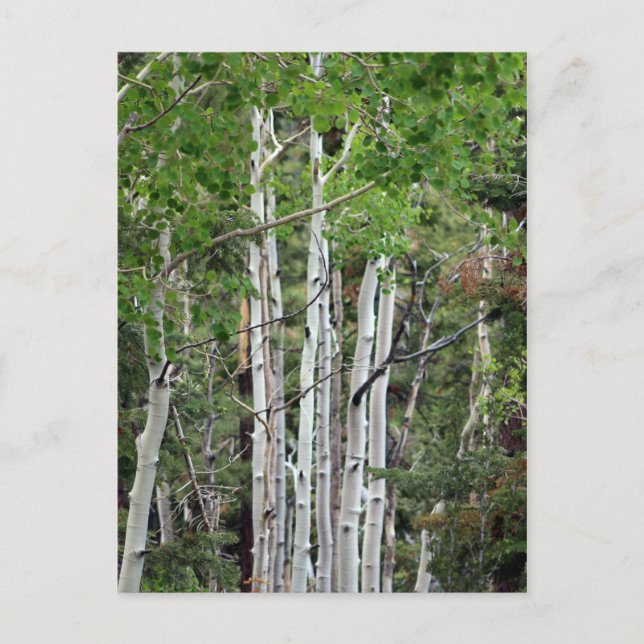 Carte Postale Birch Trees Mont Charleston Nevada (Devant)