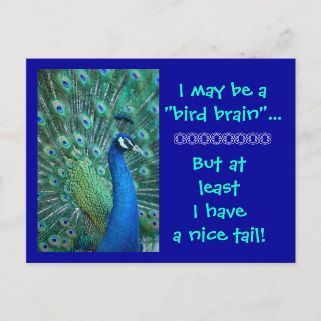 Carte Postale Bird Brain But Nice Tail (Devant)