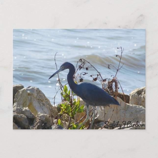 Carte Postale Bird By the Bay Little Blue Heron Safety Harbour (Devant)