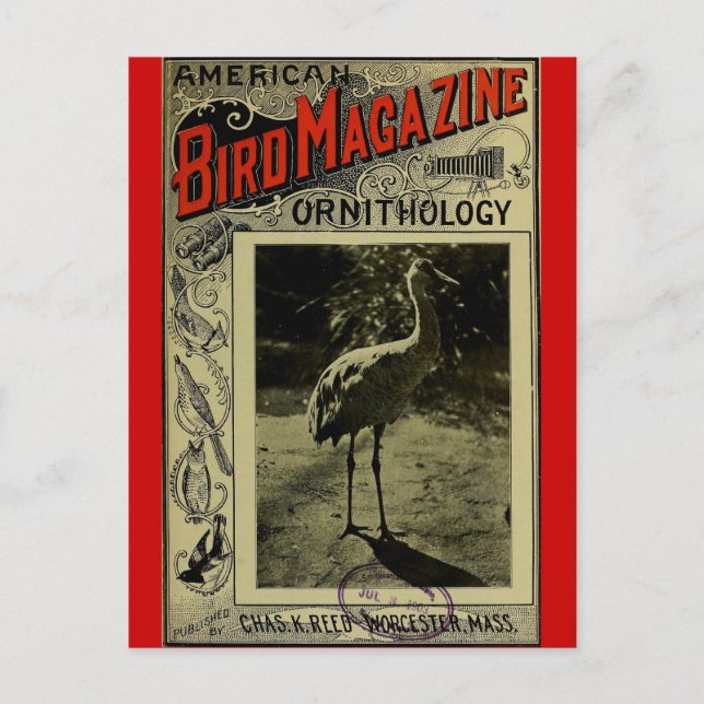 Carte Postale Bird Magazine jul 3 1903 (Devant)