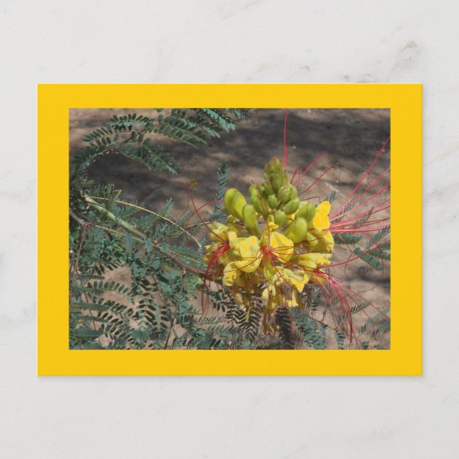 CARTE POSTALE BIRD OF PARADISE (Devant)