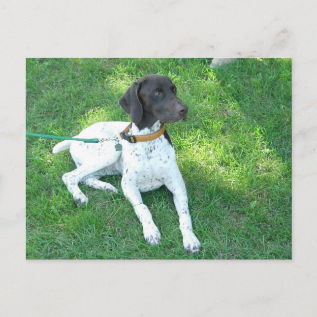 Carte Postale Bird the German Shorthair Pointer (Devant)