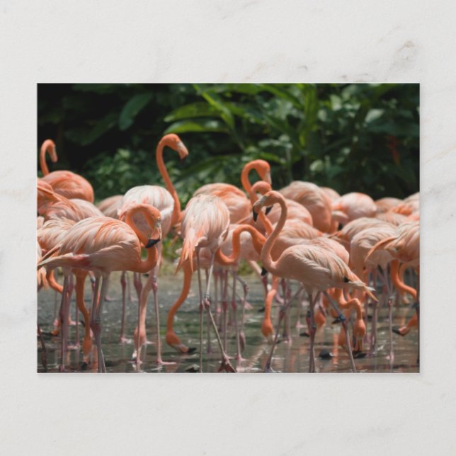 Carte Postale Bird watching (Devant)