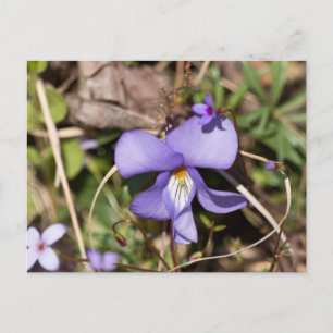 Carte Postale Birds-Foot Violet w/ Bluets