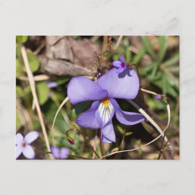 Carte Postale Birds-Foot Violet w/ Bluets (Devant)