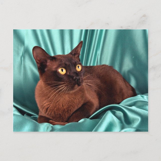 Carte Postale birman, brun (Devant)