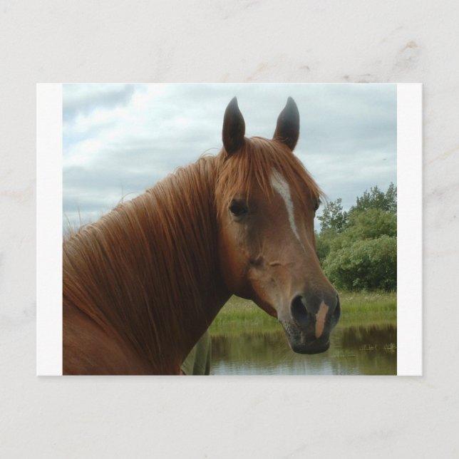 Carte Postale Birthday 012 (Devant)