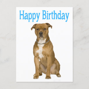 Carte Postale Birthday American Staffordshire Terrier Post Card
