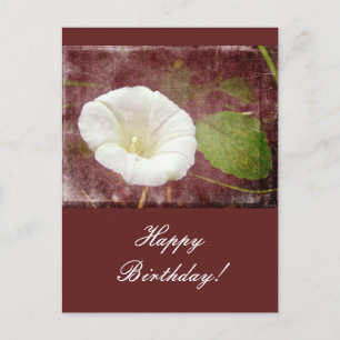 Carte Postale Birthday Bindweed - Wild Perennial Morning Glory