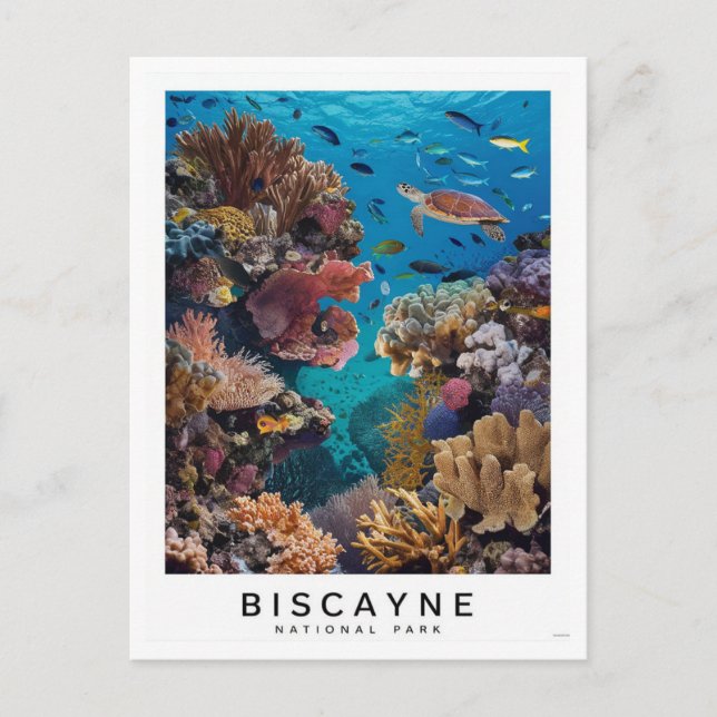 Carte Postale Biscayne National Park Coral (Devant)