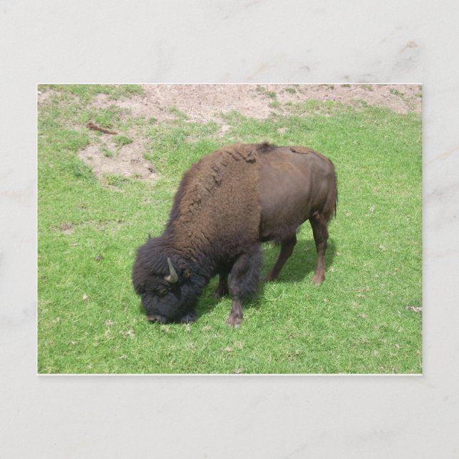 Carte Postale Bison (Devant)