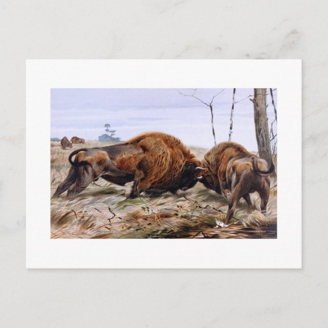 Carte Postale Bison (Devant)