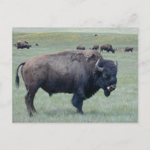 Carte Postale Bison