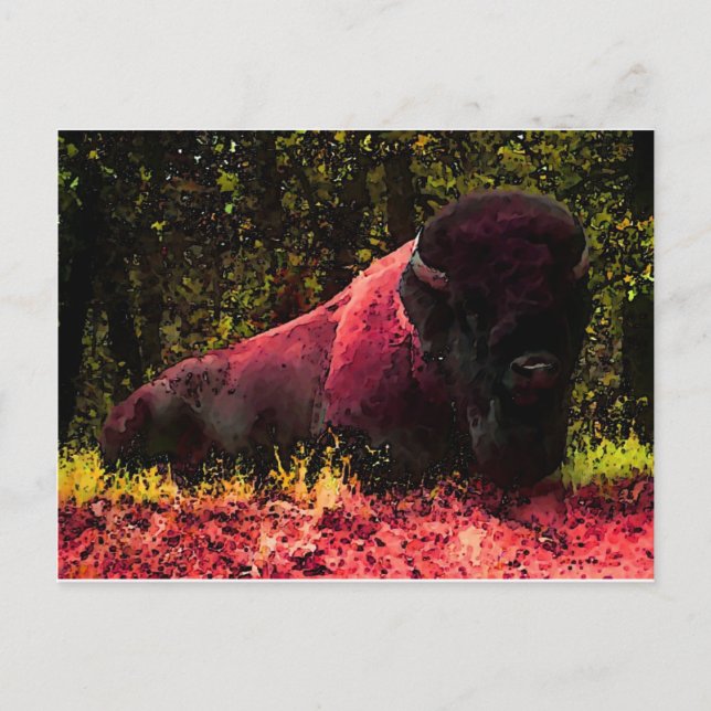 Carte Postale Bison (Devant)