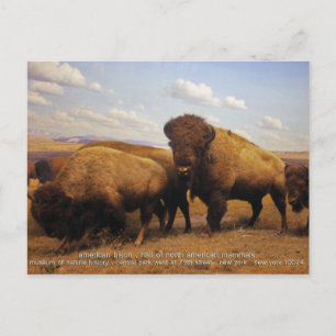 Carte Postale Bison
