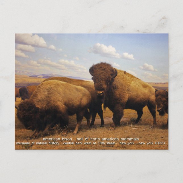 Carte Postale Bison (Devant)