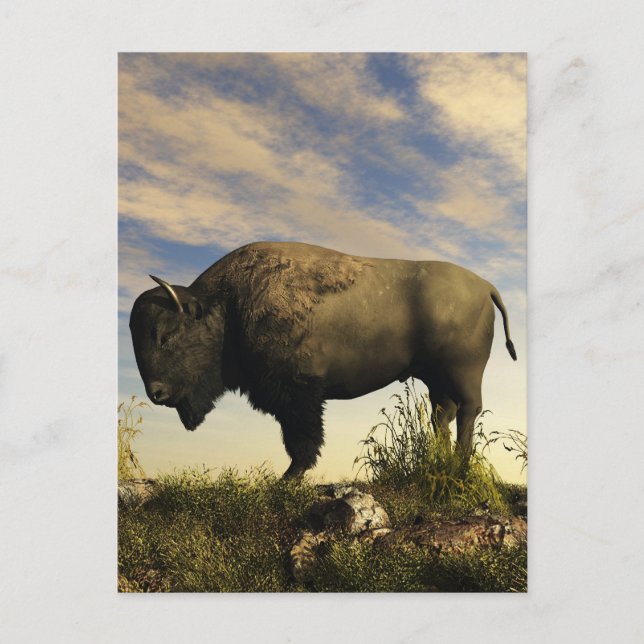 Carte Postale Bison (Devant)
