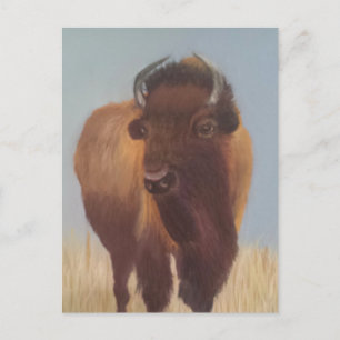Carte Postale Bison