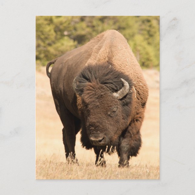 Carte Postale Bison (Devant)