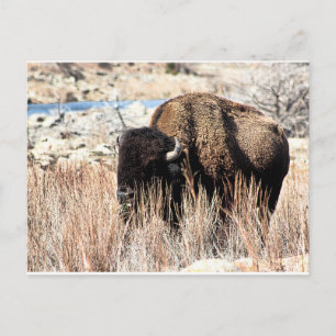 Carte postale Bison