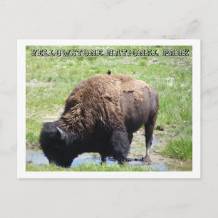Carte Postale Bison à Yellowstone