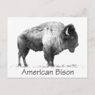 Carte Postale Bison américain