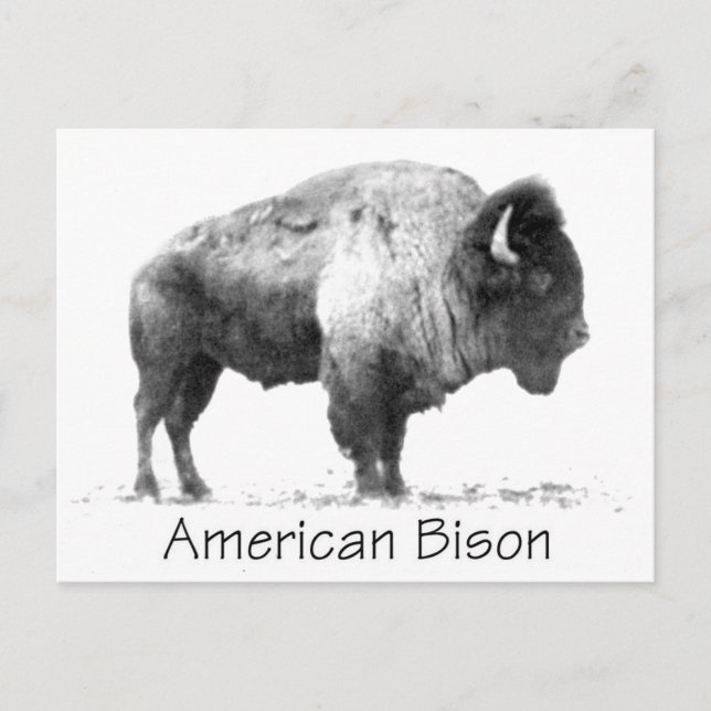 Carte Postale Bison américain (Devant)