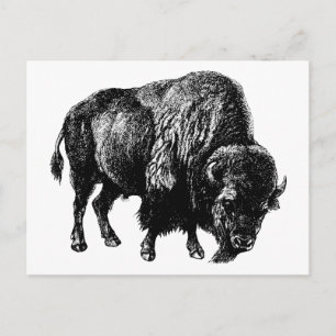 Carte Postale Bison américain de Buffalo Vintage Bois Gravure