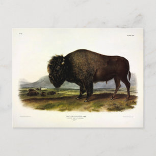 Carte Postale Bison américain, ou bison (bison) - Audubon