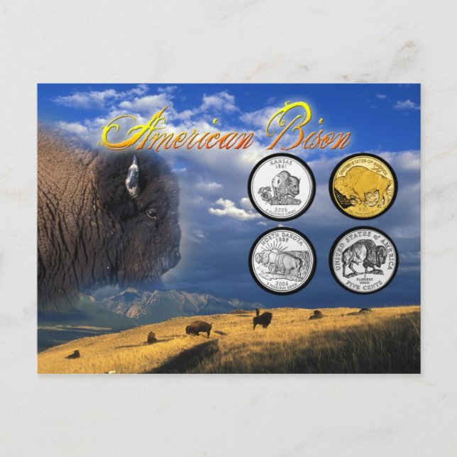 Carte Postale Bison américain sur pièces (Devant)