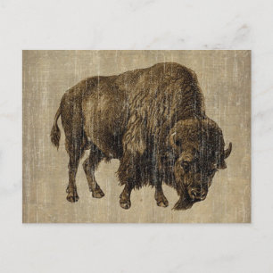 Carte Postale Bison Ancien