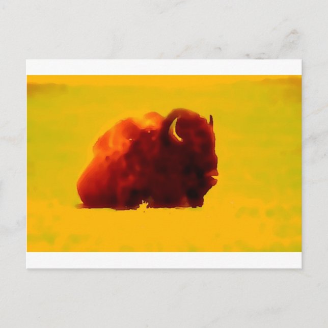 Carte Postale Bison assis (Devant)