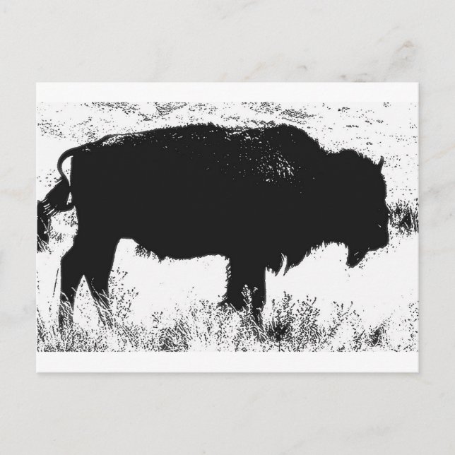 Carte Postale Bison - Buffalo (Devant)