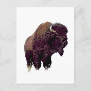 Carte Postale Bison Buffalo 