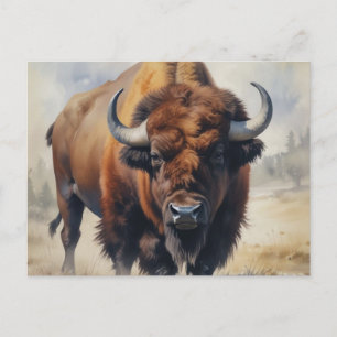 Carte Postale Bison / Buffle
