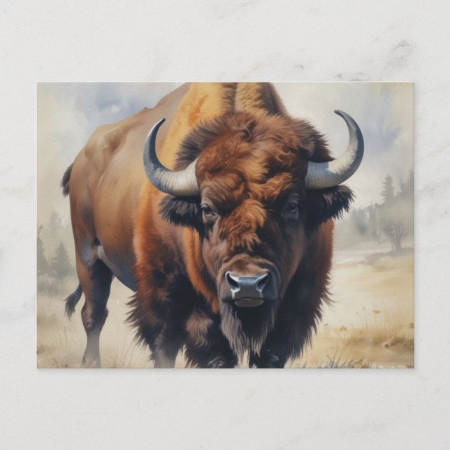 Carte Postale Bison / Buffle (Devant)