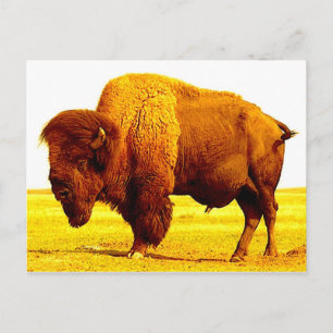 Carte Postale Bison / Buffle