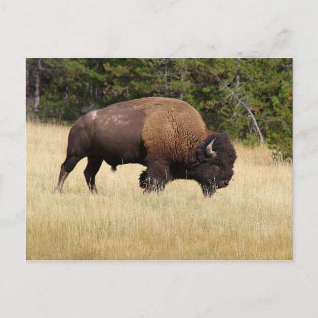 Carte Postale Bison Bull dans le parc national de Yellowstone (Devant)