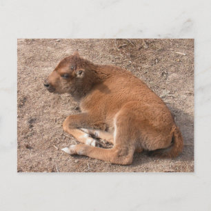 Carte Postale Bison Calf