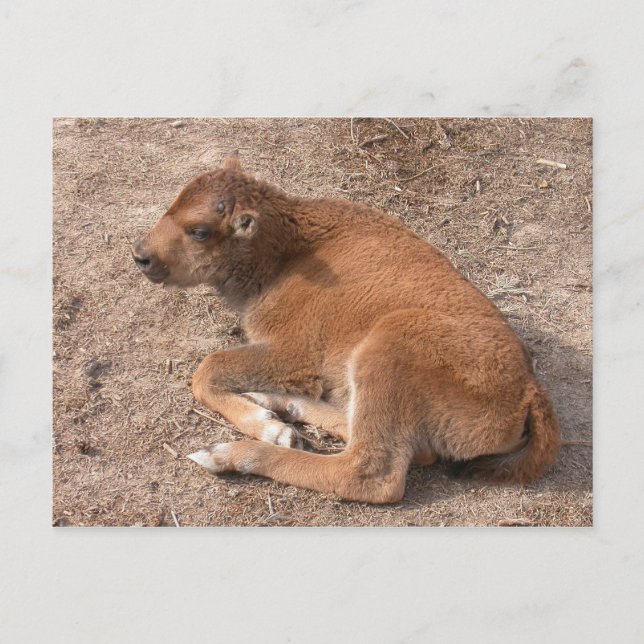 Carte Postale Bison Calf (Devant)